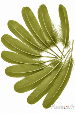Oca - 15-21 cm - oliva